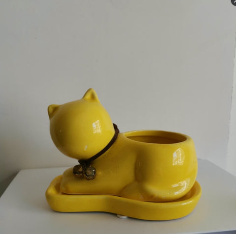 yellow-cat