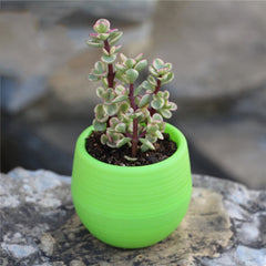 7*7cm Flower Pots Mini Flowerpot Indoor Garden Unbreakable Nursery Pots For Succulent Plants Potted Small Planter Home Decor