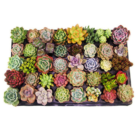 Mix Succulent Lotus plants Planting Lithops Pseudotruncatella Bonsai Plants For Home & Garden Flower Pots Planters 300pcs/bag