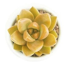 Mix Succulent Lotus plants Planting Lithops Pseudotruncatella Bonsai Plants For Home & Garden Flower Pots Planters 300pcs/bag