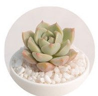 Mix Succulent Lotus plants Planting Lithops Pseudotruncatella Bonsai Plants For Home & Garden Flower Pots Planters 300pcs/bag