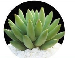 Mix Succulent Lotus plants Planting Lithops Pseudotruncatella Bonsai Plants For Home & Garden Flower Pots Planters 300pcs/bag