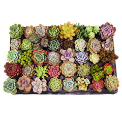Mix Succulent Lotus plants Planting Lithops Pseudotruncatella Bonsai Plants For Home & Garden Flower Pots Planters 300pcs/bag