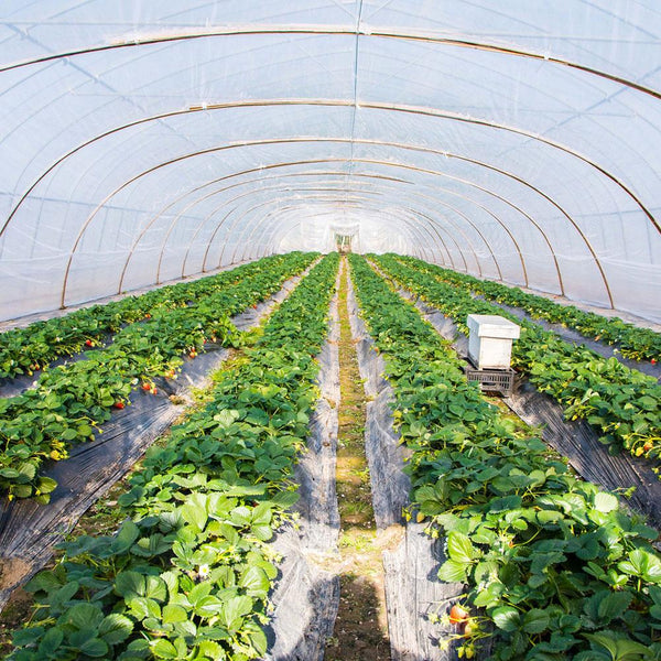 Garden Poly Tunnel Greenhouse Foldable Plants Metal Frame Protector Corrosion Resistant Roof Panels Foil Hothouse Land Cover New